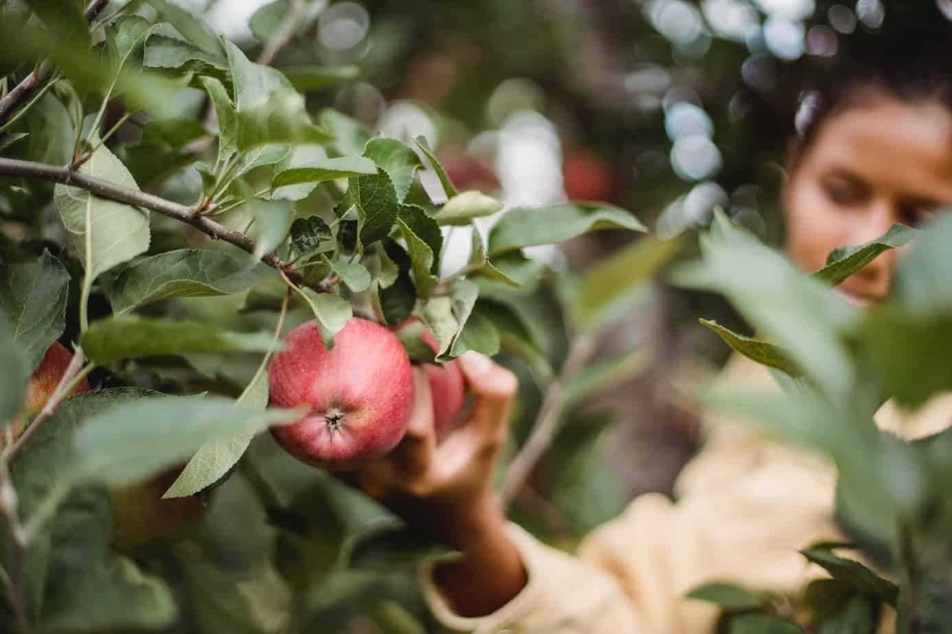 apple picking Fall ideas